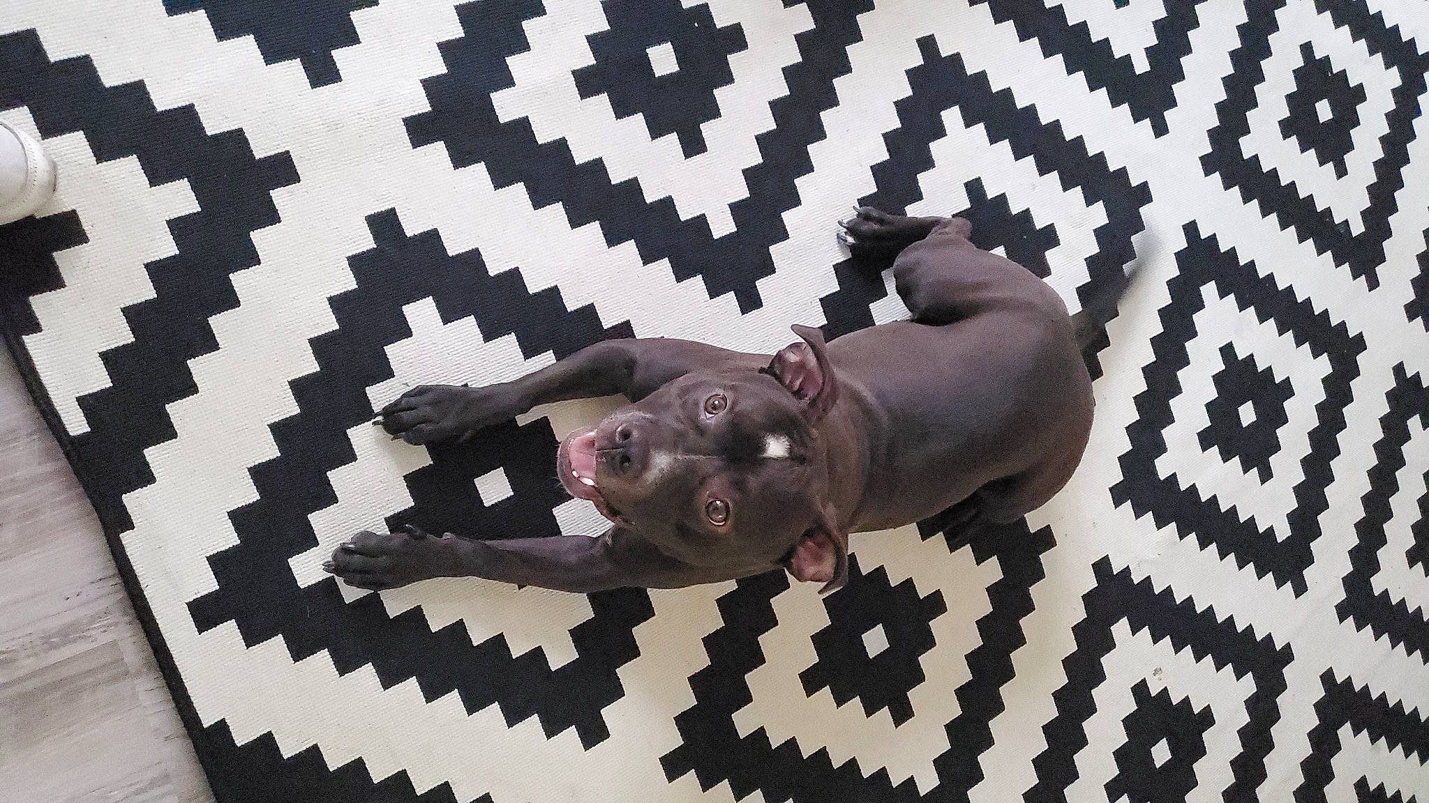 Ebony is registered to the contest to win money with this photo: art, carmine, circle, flooring, font, games, grey, line, metal, pattern, room, shadow, textile, toy, visual_arts