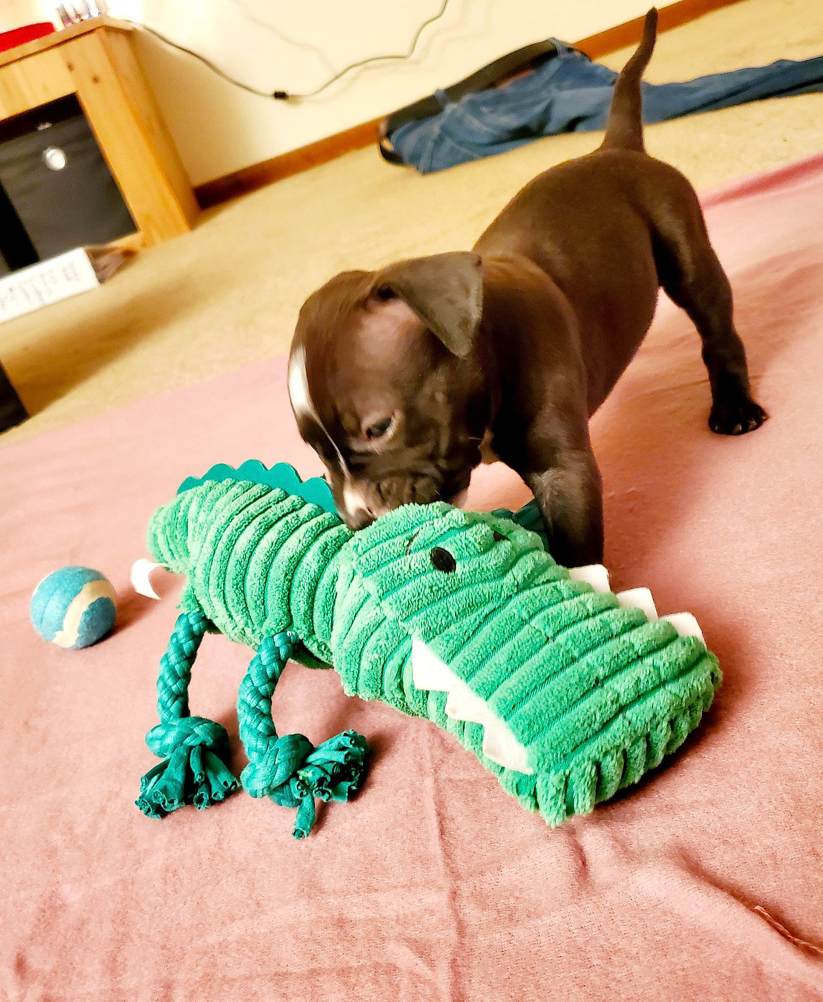 Ebony joined the competition — help win amazing prizes! canidae, carnivore, comfort, companion_dog, dog, dog_breed, dog_supply, fawn, flooring, hardwood, linens, liver, snout, sporting_group, terrestrial_animal, toy, toy_dog, vertebrate, wood, working_animal