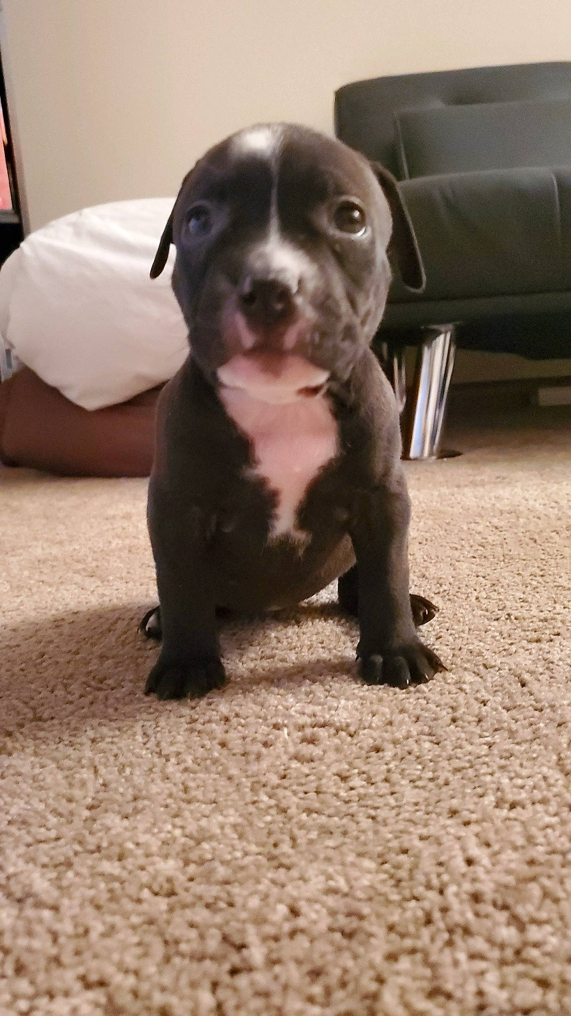 Ebony joined the competition — help win amazing prizes! borador, boston_terrier, carnivore, comfort, companion_dog, couch, dog, dog_breed, fawn, flooring, fur, guard_dog, liver, molosser, non_sporting_group, sitting, sporting_group, terrestrial_animal, whiskers, working_animal