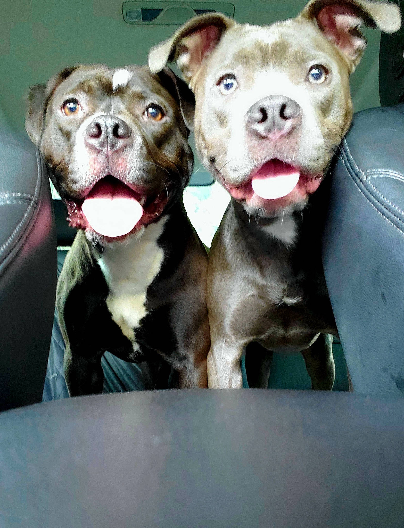 Ivory is registered to the contest to win money with this photo: canidae, carnivore, companion_dog, cordoba_fighting_dog, dog, dog_breed, fawn, fur, jaw, non_sporting_group, paw, snout, sporting_group, terrestrial_animal, whiskers, windshield, working_dog