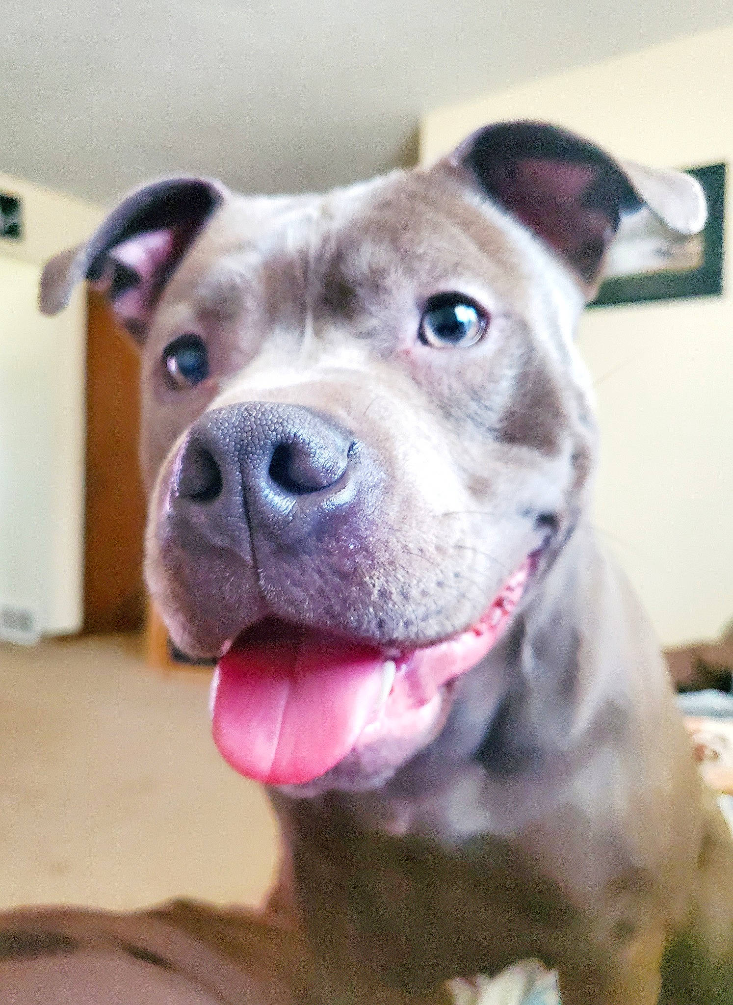 Ivory is registered to the contest to win money with this photo: ancient_dog_breeds, carnivore, collar, companion_dog, cordoba_fighting_dog, dog, dog_breed, dog_collar, fawn, fur, molosser, non_sporting_group, picture_frame, pit_bull, snout, whiskers, working_animal, working_dog, wrinkle