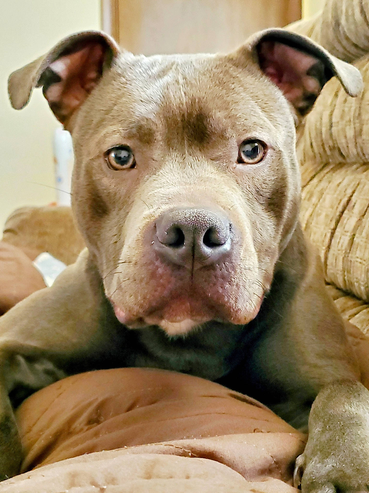 Ivory joined the competition — help win amazing prizes! canidae, carnivore, collar, comfort, companion_dog, dog, dog_breed, ear, eye, fawn, liver, mammal, molosser, scar, snout, sporting_group, terrestrial_animal, whiskers, working_animal, wrinkle