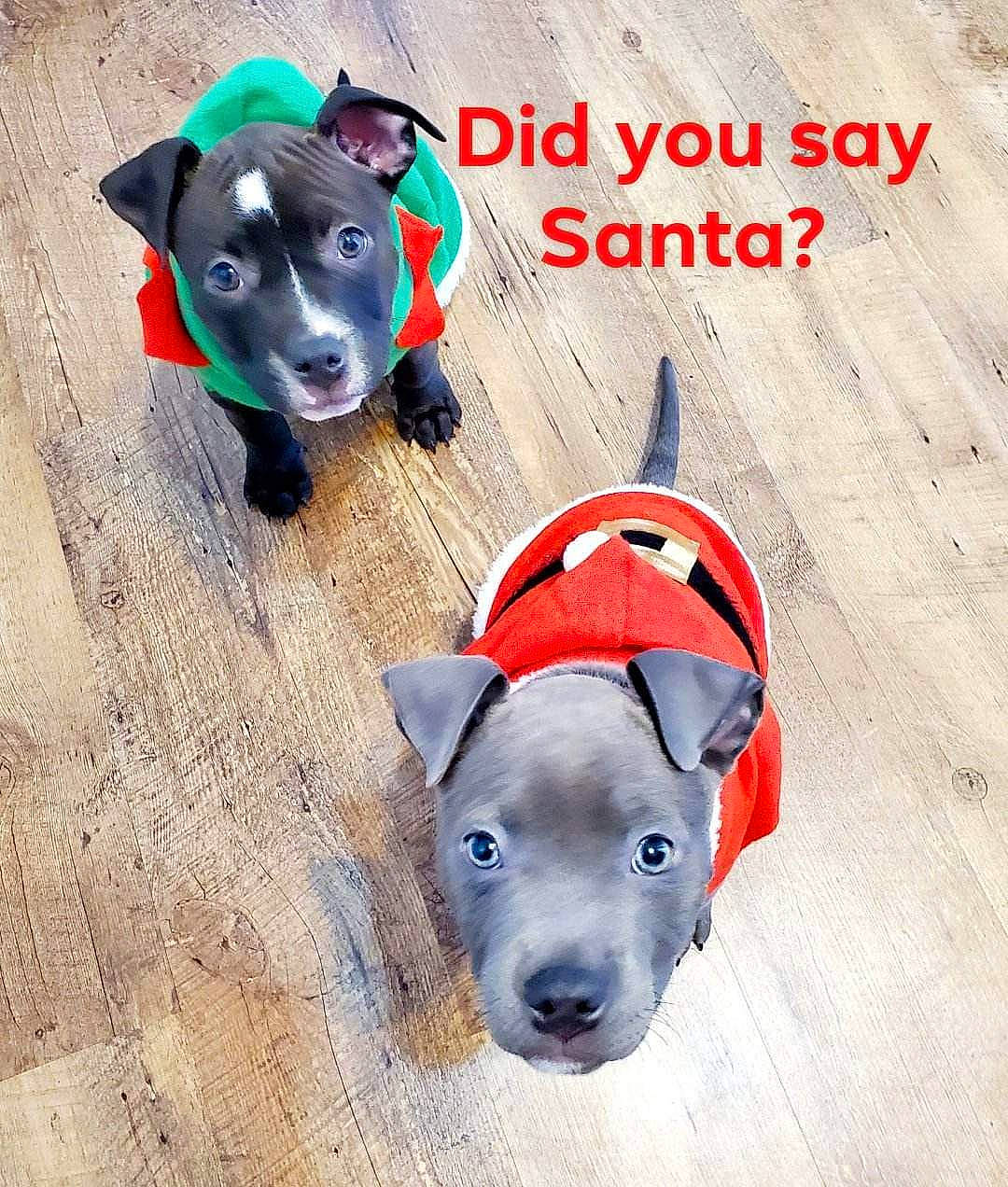 Ivory joined the competition — help win amazing prizes! canidae, carnivore, collar, companion_dog, dog, dog_breed, dog_collar, dog_supply, electric_blue, fawn, font, happy, non_sporting_group, pet_supply, snout, sporting_group, tail, terrestrial_animal, wood, working_animal