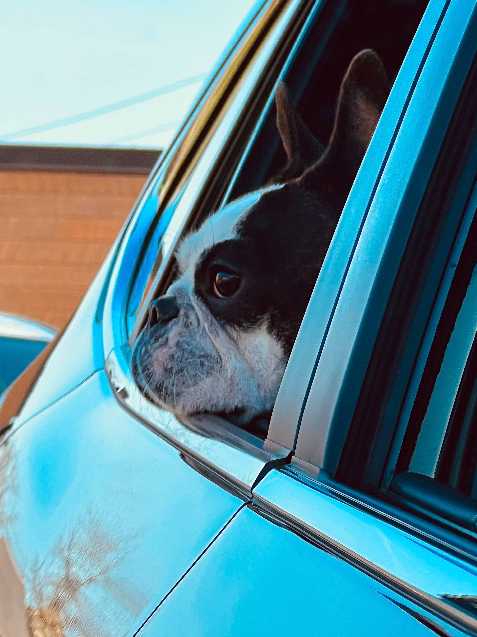 Penny joined the competition — help win amazing prizes! automotive_design, automotive_exterior, automotive_lighting, automotive_wheel_system, azure, car, carnivore, companion_dog, dog, dog_breed, electric_blue, eye, hood, motor_vehicle, personal_luxury_car, rim, snout, tints_and_shades, vehicle, vehicle_door