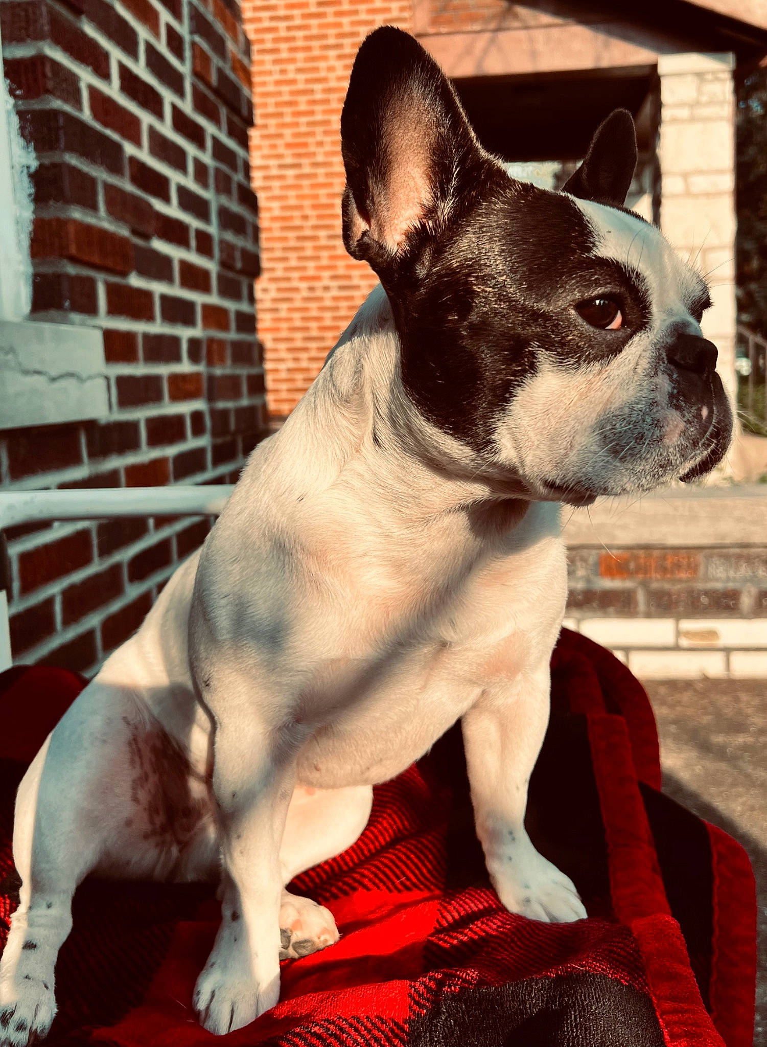 Penny is registered to the contest to win money with this photo: boston_terrier, brick, canidae, carmine, carnivore, collar, companion_dog, dog, dog_breed, ear, fawn, fur, non_sporting_group, snout, sporting_group, terrestrial_animal, toy_dog, whiskers, window, working_animal