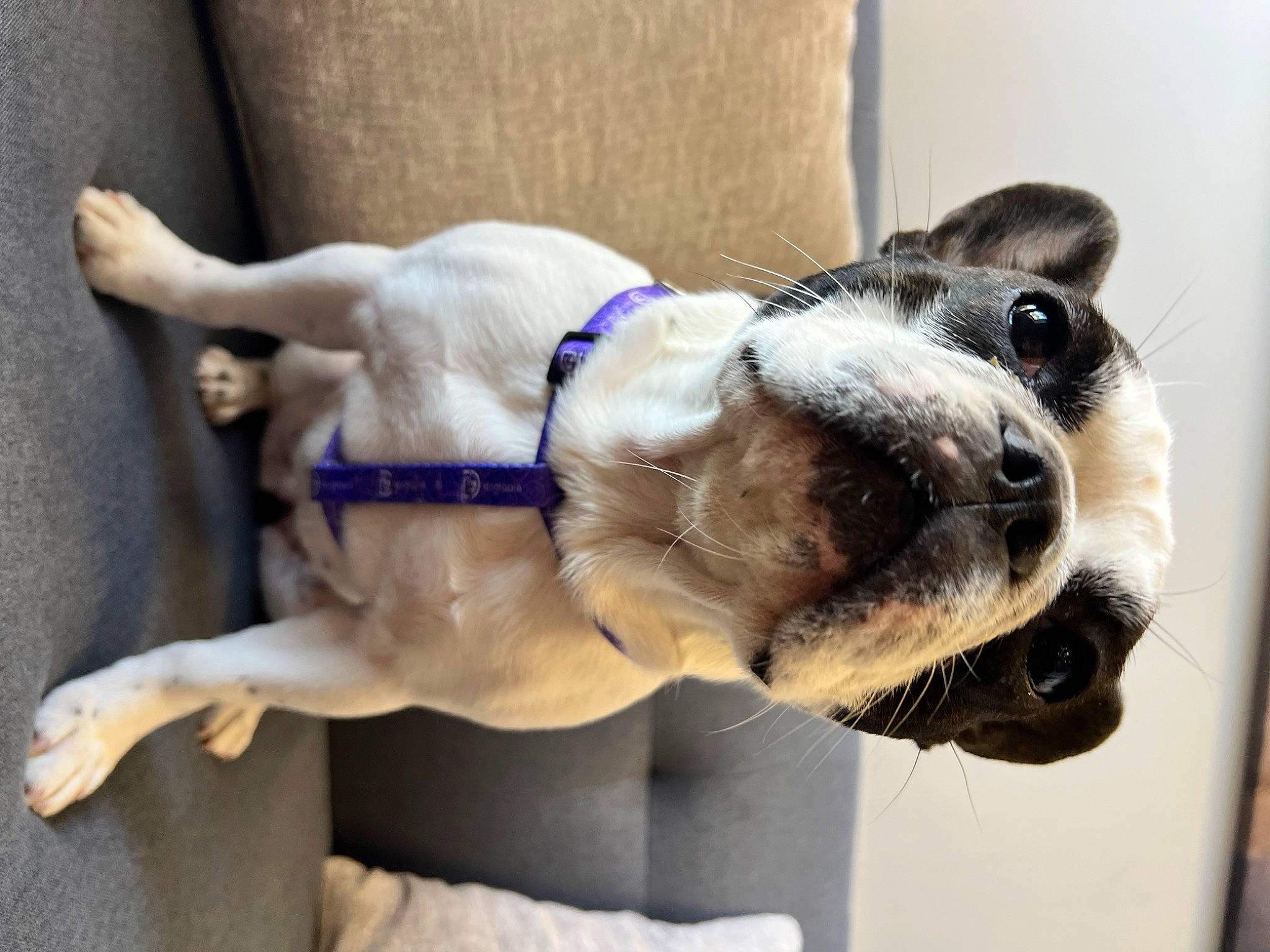 Penny joined the competition — help win amazing prizes! canidae, carnivore, collar, companion_dog, dog, dog_breed, dog_collar, ear, fawn, fur, jaw, leash, paw, pet_supply, selfie, snout, sporting_group, whiskers, working_animal, wrinkle