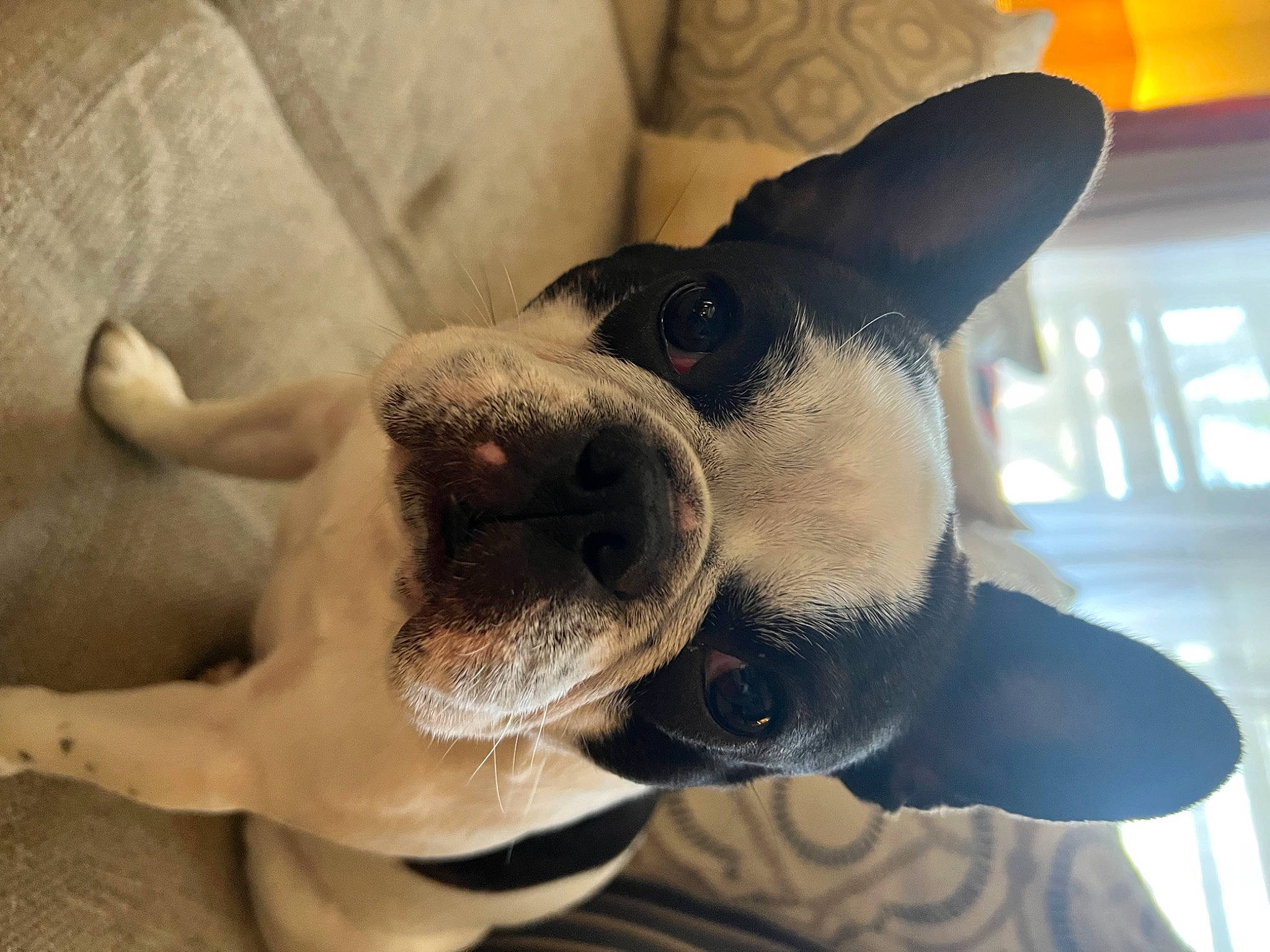 Penny is registered to the contest to win money with this photo: canidae, carnivore, collar, comfort, companion_dog, dog, dog_breed, dog_collar, ear, fawn, fur, jaw, nose, selfie, sky, snout, sporting_group, whiskers, window, working_animal