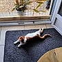 Irlande participe au concours pour gagner de l'argent avec cette photo : animal, cat, cozy, fence, glass_door, gravel, home, indoor, open_door, orange_and_white_cat, pet, potted_plant, reflection, relaxed, rug, shadow, stretching, sunlight, tile_floor, wooden_table