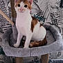 animal, cat, cat_tree, cute, ears, fur, furniture, home, indoor, kitten, looking, orange_and_white, pet, plant_pattern, playful, resting, sitting, tail, wallpaper, young