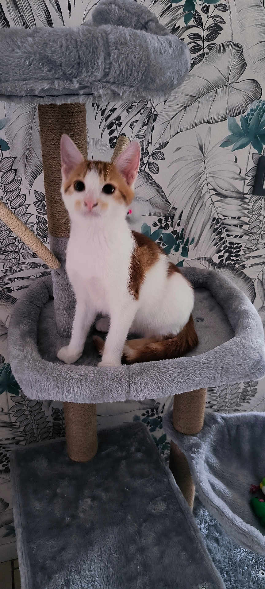Irlande a rejoint le concours — aidez-le/la à gagner de superbes lots ! animal, cat, cat_tree, cute, ears, fur, furniture, home, indoor, kitten, looking, orange_and_white, pet, plant_pattern, playful, resting, sitting, tail, wallpaper, young