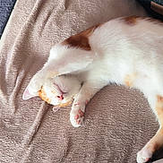 Irlande participe au concours pour gagner de l'argent avec cette photo : animal, blanket, carpet, cat, comfort, couch, cozy, cute, feline, fur, home, indoor, nap, orange_and_white_fur, paw, pet, relaxed, resting, sleeping, soft_texture