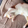 animal, blanket, carpet, cat, comfort, couch, cozy, cute, feline, fur, home, indoor, nap, orange_and_white_fur, paw, pet, relaxed, resting, sleeping, soft_texture