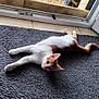 Irlande a rejoint le concours — aidez-le/la à gagner de superbes lots ! cat, curious, domestic_animal, ears, feline, floor, home, indoor, lying_down, natural_light, open_door, orange_and_white, paws, pet, relaxed, resting, rug, tail, tile_floor, whiskers