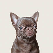 Arron a rejoint le concours — aidez-le/la à gagner de superbes lots ! dog, chihuahua, puppy, small_dog, brown_fur, portrait, studio_background, pet, canine, ears, eyes, snout, whiskers, adorable, expression, isolation, indoor, short_hair, mammal, closeup
