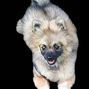 Vénus participe au concours pour gagner de l'argent avec cette photo : animal, canine, chow, clothing, cockerspaniel, dog, eskimodog, fur, germanshepherd, husky, papillon, pet, pug, puppy, snout, whitedog, wolf