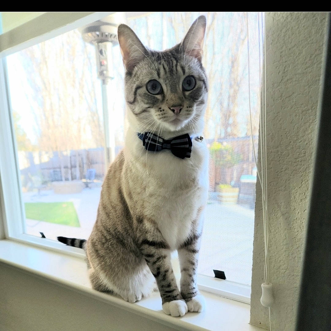 Einstein is registered to the contest to win money with this photo: carnivore, cat, claw, domestic_short_haired_cat, felidae, fur, gesture, paw, photo_caption, small_to_medium_sized_cats, snout, snow, tail, terrestrial_animal, tree, whiskers, wildlife, window, winter