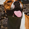 dog, tongue_out, happy, smiling, outdoor, sunlight, brown_and_white, pet, canine, close_up, animal, friendly, nature, fur, muzzle, portrait, daylight, tongue, cute, companion