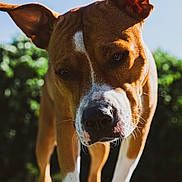 Leyä a rejoint le concours — aidez-le/la à gagner de superbes lots ! dog, animal, pet, outdoor, sunlight, ears, brown, white, snout, closeup, curious, nature, sky, greenery, portrait, mammal, canine, daylight, fur, walking