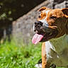 dog, brown, white, tongue_out, happy, outdoor, grass, stone_wall, sunny, pet, canine, animal, nature, daytime, muzzle, ears, closeup, portrait, playful, smiling