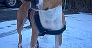 Leyä a rejoint le concours — aidez-le/la à gagner de superbes lots ! dog, snow, leash, outdoor, car, building, parking_sign, brown_dog, white_dog, pet, animal, winter, snowy_ground, paw_prints, leafless_bushes, urban, alert, standing, daylight, cute