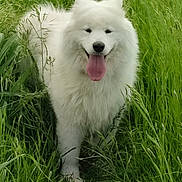 Wulong participe au concours pour gagner de l'argent avec cette photo : animal, canine, cute, dog, fluffy, friendly, fur, grass, greenery, happy, meadow, nature, outdoor, pet, playful, samoyed, summer, tongue_out, walking, white_dog