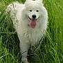 Wulong a rejoint le concours — aidez-le/la à gagner de superbes lots ! animal, canine, cute, dog, fluffy, friendly, fur, grass, greenery, happy, meadow, nature, outdoor, pet, playful, samoyed, summer, tongue_out, walking, white_dog