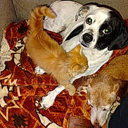 Tramp is registered to the contest to win money with this photo: dog, kitten, cat, blanket, couch, pet, animal, indoor, resting, sleeping, fur, playful, cozy, orange_cat, black_and_white_dog, brown_dog, cute, domestic, companions, relaxed