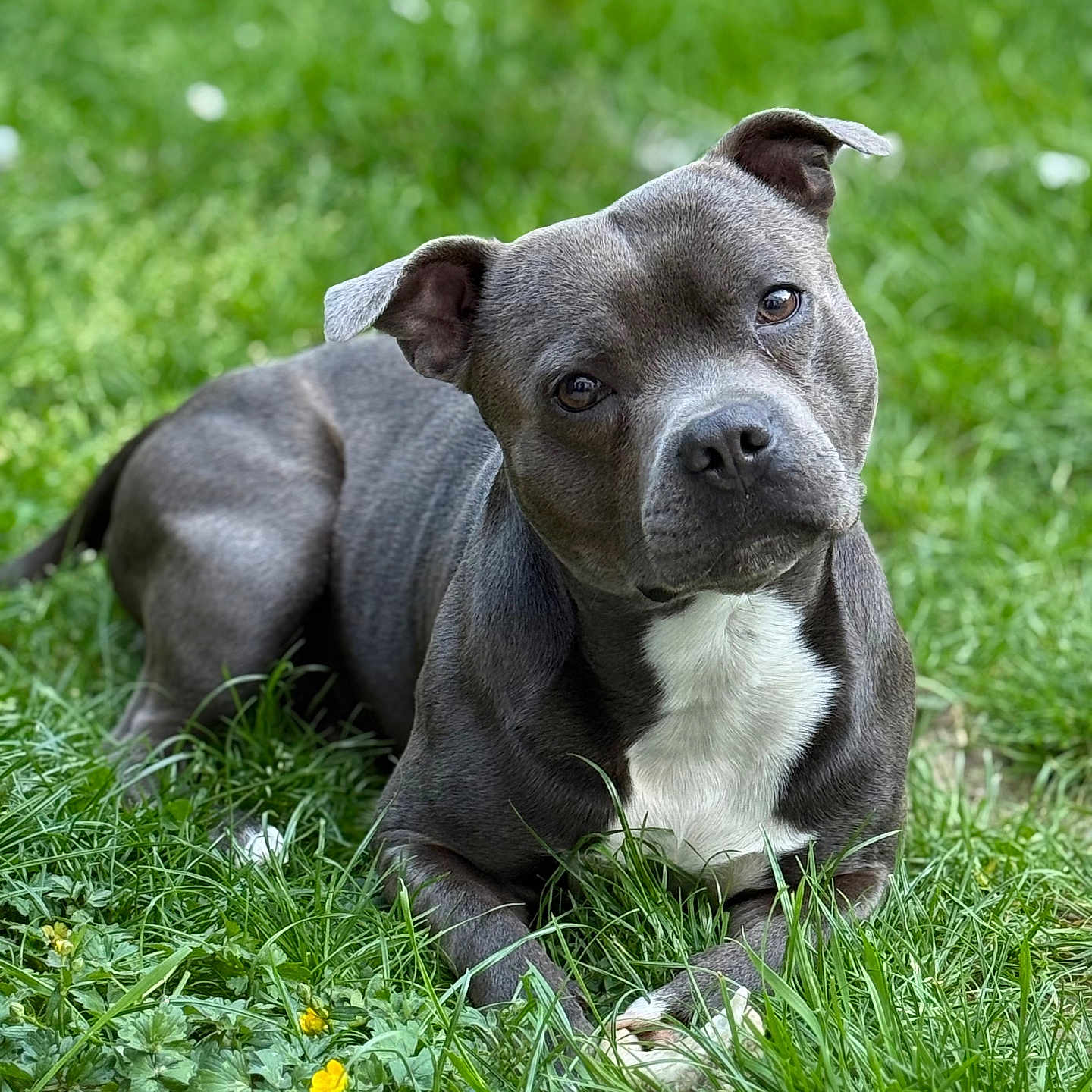 Ulcan a rejoint le concours — aidez-le/la à gagner de superbes lots ! animal, ball, bostonbull, boxer, bulldog, canine, dog, football, frenchbulldog, grass, lawn, leaf, pet, pitbull, plant, puppy, snout, soccer, soccerball, sport