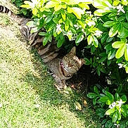 Juliette participe au concours pour gagner de l'argent avec cette photo : animal, bush, cat, collar, curious, feline, flowers, garden, grass, greenery, leafy, nature, outdoor, pet, relaxed, resting, shade, sunlight, tabby, wildlife