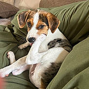 Ladybug joined the competition — help win amazing prizes! puppy, dog, paw, chewing, green_blanket, couch, cushion, indoor, pet, young_dog, closeup, relaxed, floppy_ears, brown_white_fur, cute, portrait, animal, resting, domestic, companion