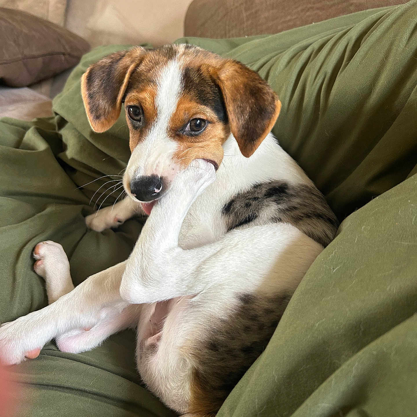Ladybug joined the competition — help win amazing prizes! puppy, dog, paw, chewing, green_blanket, couch, cushion, indoor, pet, young_dog, closeup, relaxed, floppy_ears, brown_white_fur, cute, portrait, animal, resting, domestic, companion