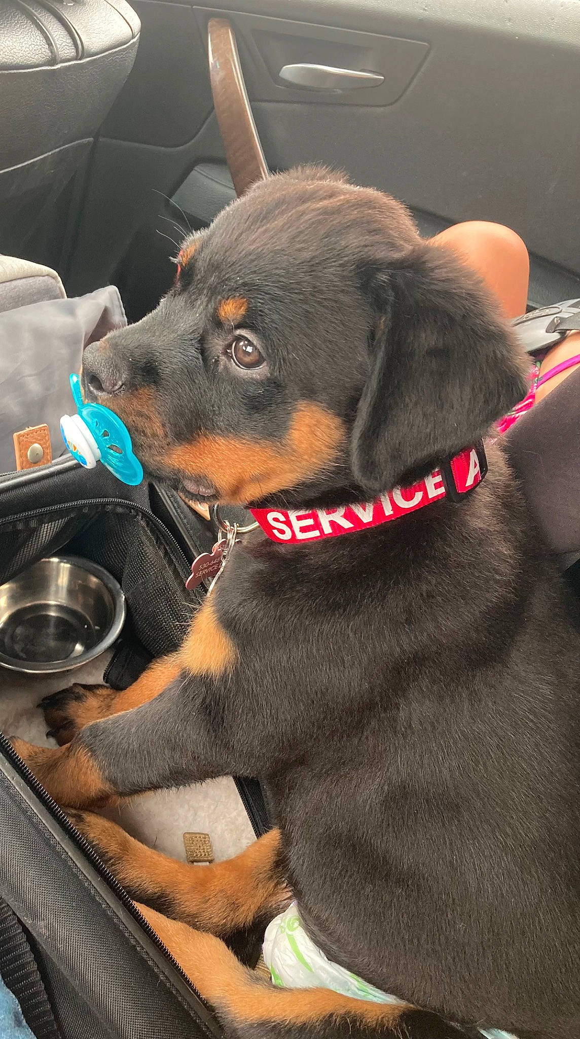 Ruby joined the competition — help win amazing prizes! carnivore, collar, companion_dog, dog, dog_breed, dog_collar, dog_supply, ear, fawn, fur, leash, liver, pet_supply, rottweiler, snout, sporting_group, steering_wheel, vehicle_door, whiskers, working_animal