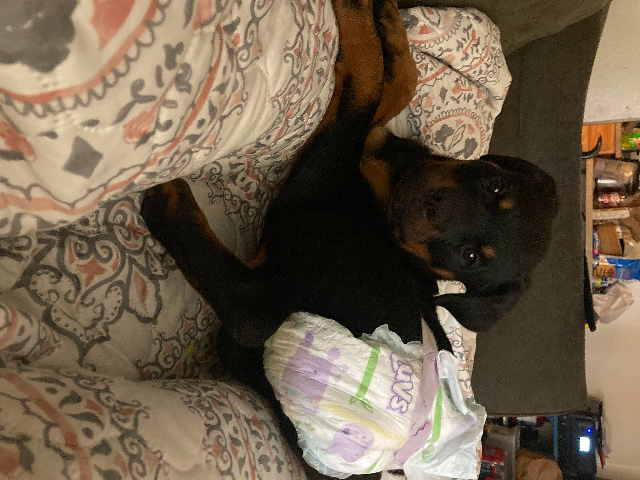 Ruby joined the competition — help win amazing prizes! bedding, bookcase, comfort, companion_dog, dog, dog_breed, flooring, house, human_leg, linens, motif, pattern, purple, room, shelf, shelving, tattoo, textile, tree, visual_arts