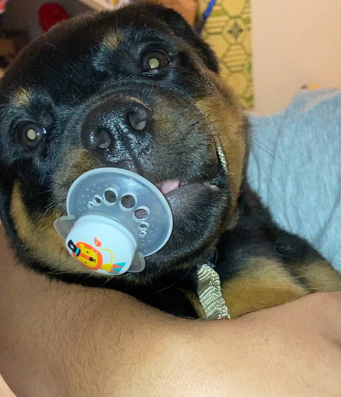 Ruby is registered to the contest to win money with this photo: canidae, carnivore, comfort, companion_dog, dog, dog_breed, fawn, foot, fur, guard_dog, paw, rottweiler, sitting, snout, sporting_group, terrestrial_animal, toy_dog, whiskers, working_animal, working_dog