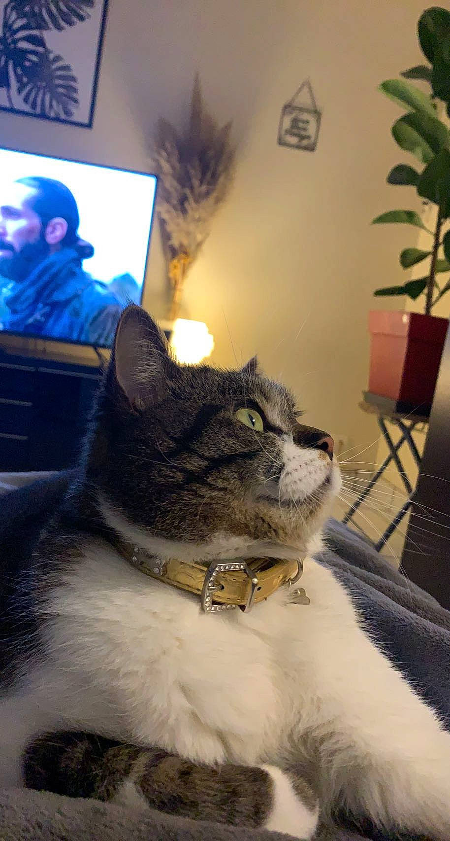 Otis participe au concours pour gagner de l'argent avec cette photo : carnivore, cat, collar, domestic_short_haired_cat, eyewear, felidae, fur, houseplant, laptop, mammal, picture_frame, plant, sitting, small_to_medium_sized_cats, snout, tail, tree, whiskers