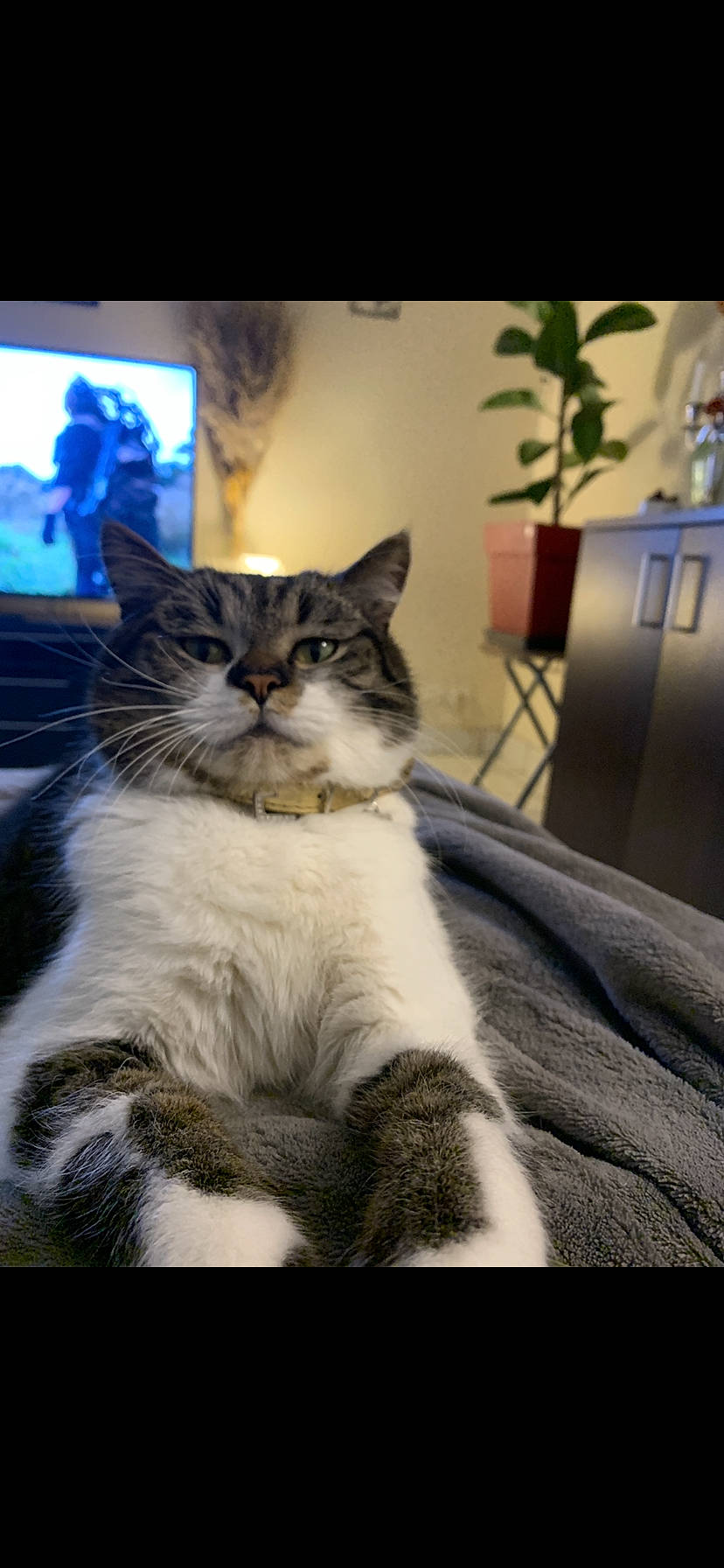 Otis participe au concours pour gagner de l'argent avec cette photo : carnivore, cat, comfort, domestic_short_haired_cat, felidae, flowerpot, fur, houseplant, led_backlit_lcd_display, paw, plant, sky, small_to_medium_sized_cats, snout, tail, terrestrial_animal, tree, whiskers, wildlife, window