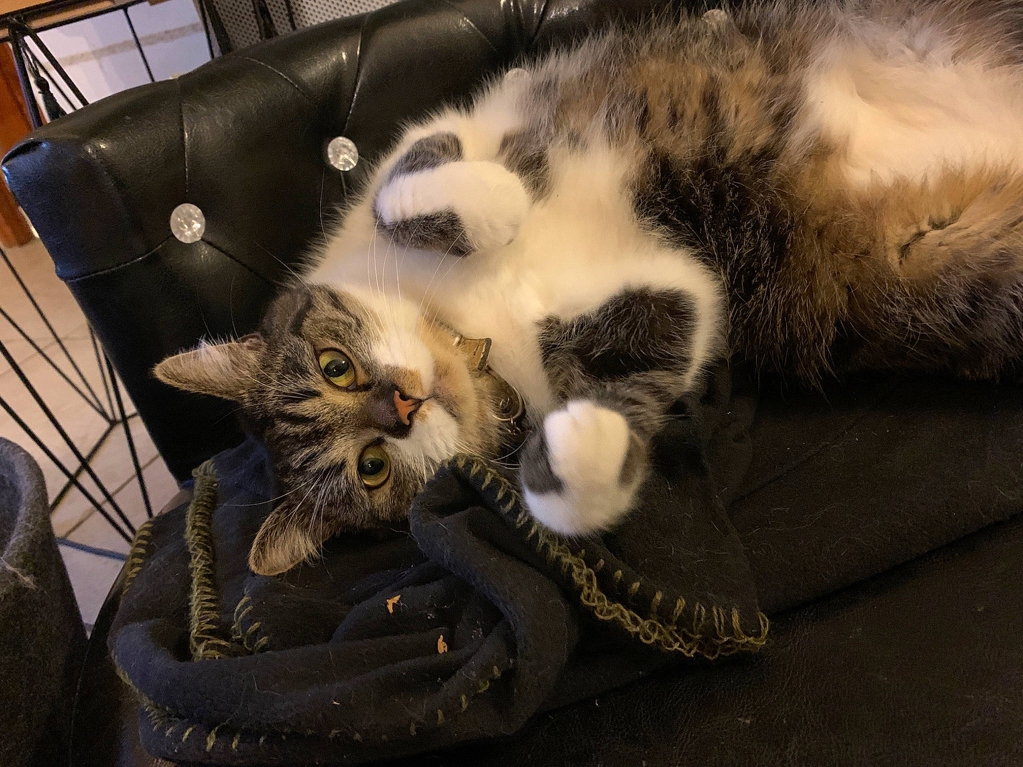 Otis a rejoint le concours — aidez-le/la à gagner de superbes lots ! carnivore, cat, cat_supply, claw, comfort, domestic_short_haired_cat, felidae, fur, nap, paw, sleep, small_to_medium_sized_cats, snout, tail, whiskers