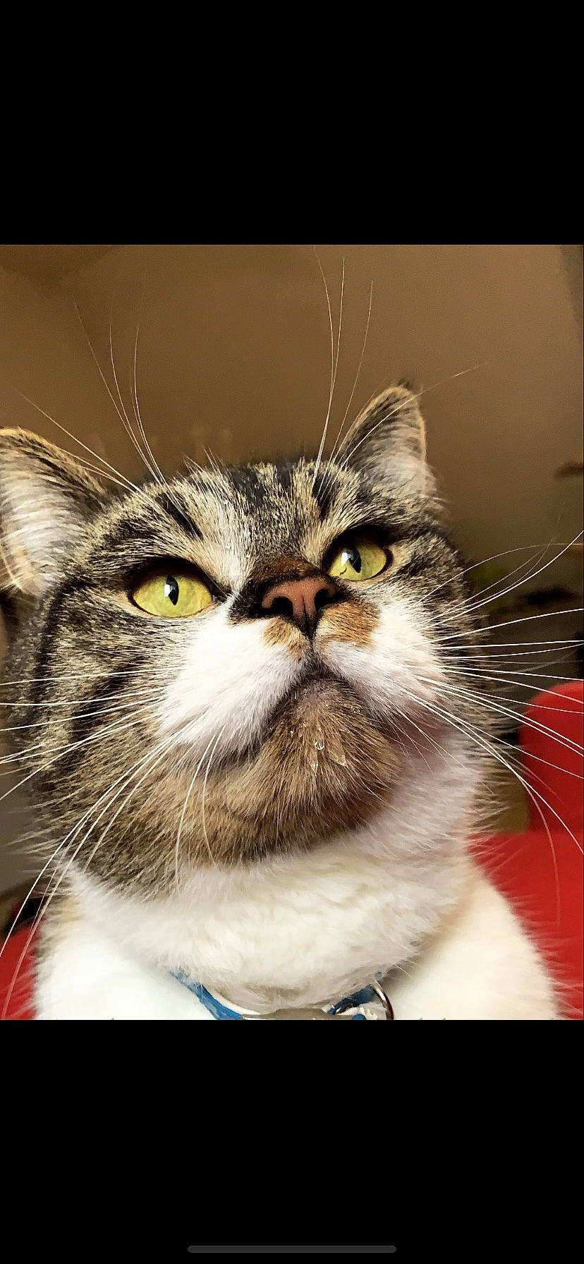 Otis participe au concours pour gagner de l'argent avec cette photo : art, carnivore, cat, close_up, curious, felidae, fur, macro_photography, photo_caption, plant, rectangle, small_to_medium_sized_cats, snout, stock_photography, terrestrial_animal, whiskers