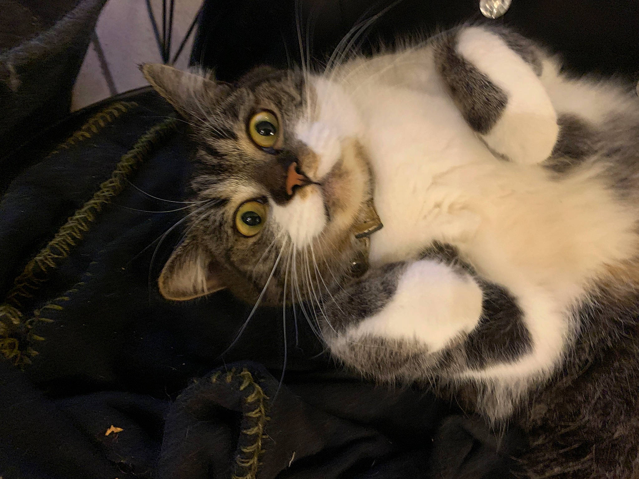 Otis participe au concours pour gagner de l'argent avec cette photo : carnivore, cat, claw, comfort, domestic_short_haired_cat, ear, felidae, fur, paw, small_to_medium_sized_cats, snout, tail, whiskers