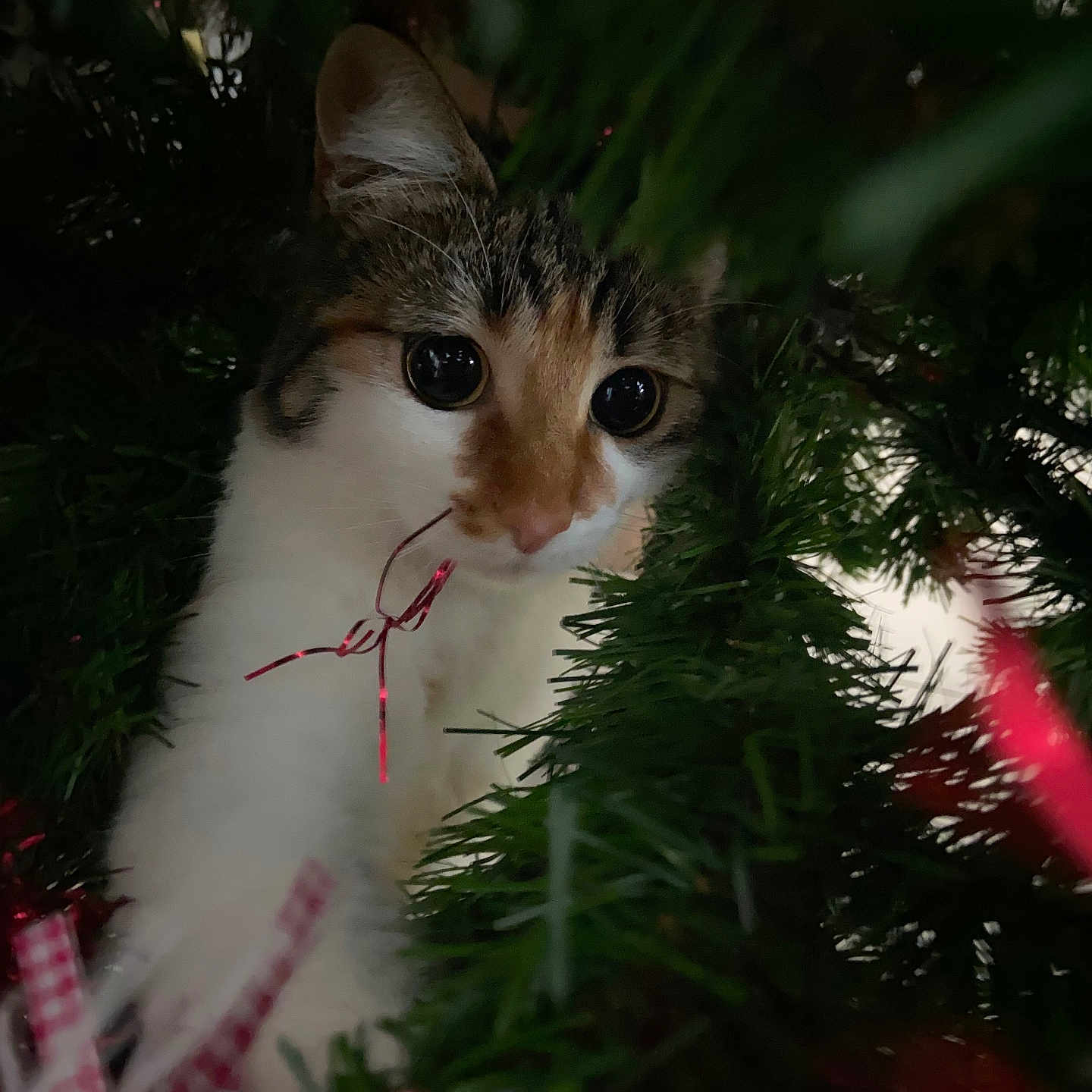 Wicket a rejoint le concours — aidez-le/la à gagner de superbes lots ! cat, calico_cat, christmas_tree, christmas, holiday, ornament, ribbon, greenery, pet, animal, portrait, close_up, wide_eyed, curious, indoors, festive, decoration, white_fur, orange_fur, black_fur