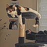 cat, calico_cat, pet, animal, feline, cat_tree, scratching_post, lounging, sitting, dangling_paw, striped_tail, indoor, living_room, furniture, couch, window, blinds, wall_clock, family_sign, framed_photo