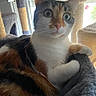 calico_cat, cat, cat_tree, close_up, feline, fluffy, foreground_cat, fur, home, indoor, kitten, paws, pet, playful, portrait, scratching_post, sitting, sunlight, wide_eyed, window