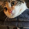 Wicket a rejoint le concours — aidez-le/la à gagner de superbes lots ! cat, calico_cat, pet, animal, close_up, portrait, whiskers, golden_eyes, pink_nose, fur, fluffy, white_fur, orange_fur, black_fur, indoor, blanket, cozy, curious, wide_eyed, photography