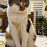 animal, black_fur, calico_cat, cat, ears, feline, green_eyes, home, houseplants, indoor, orange_fur, pet, portrait, sitting, table, tablecloth, tail, upright, whiskers, white_fur
