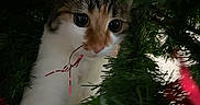 Wicket a rejoint le concours — aidez-le/la à gagner de superbes lots ! cat, calico_cat, pet, animal, christmas_tree, holiday, ornaments, ribbon, decorations, greenery, indoor, portrait, close_up, wide_eyed, curious, fluffy, white_fur, orange_fur, black_fur, festive