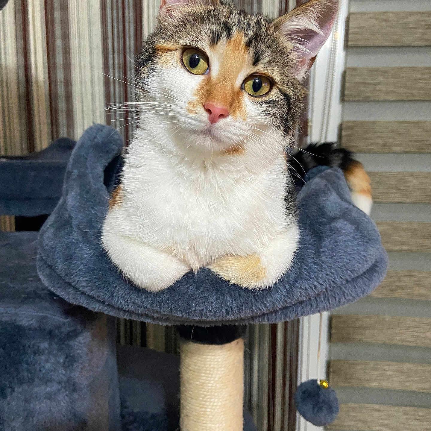 Wicket participe au concours pour gagner de l'argent avec cette photo : animal, calico_cat, cat, cat_tree, close_up, ears, feline, focused, fur, green_eyes, home, indoor, pet, pink_nose, plush_bed, portrait, scratching_post, sitting, striped_wallpaper, whiskers