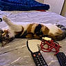 Wicket a rejoint le concours — aidez-le/la à gagner de superbes lots ! cat, calico_cat, pet, animal, lying_down, upside_down, raised_paw, bed, blanket, bedroom, remote_control, television, cable, red_cord, fur, whiskers, green_eyes, relaxed, playful, indoor