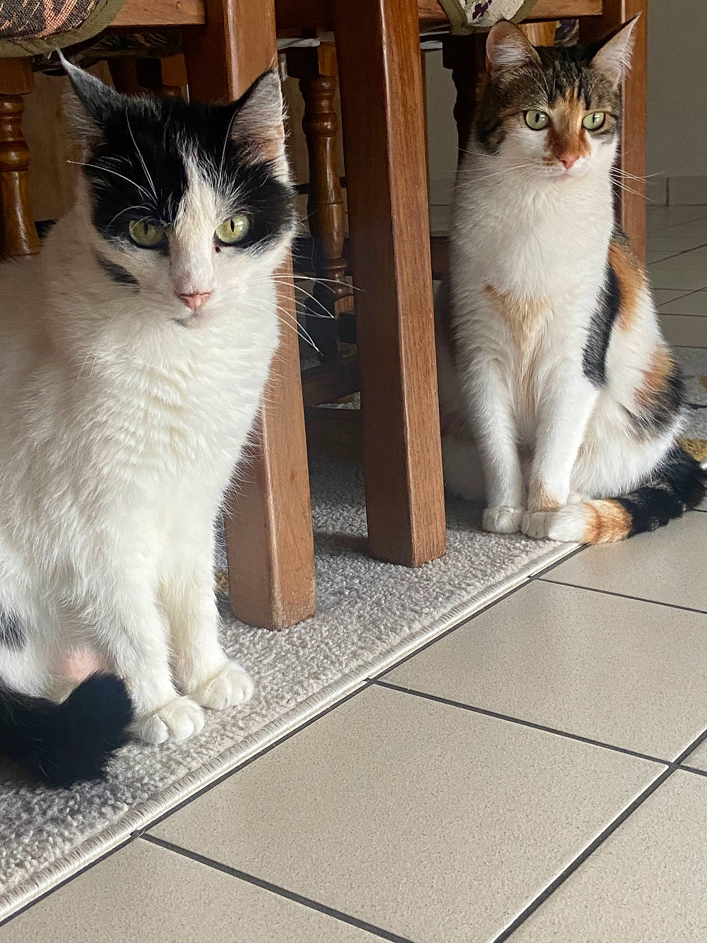 Wicket a rejoint le concours — aidez-le/la à gagner de superbes lots ! black_and_white, calico_cat, carpet, cats, dining_room, felines, fluffy, fur, green_eyes, indoor, pets, sitting, standing, tile_floor, tricolor, tuxedo_cat, whiskers, wooden_furniture, สัต?