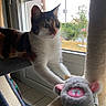 cat, calico_cat, pet, animal, feline, wide_eyes, whiskers, ears, fur, white_fur, orange_patches, black_patches, sitting, reaching, toy_mouse, scratching_post, window, indoor, garden, curious