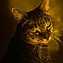 animal, cat, closeup, cute, domestic_cat, ears, face, feline, fur, green_eyes, indoor, looking_away, mystery, night, pet, portrait, shadow, tabby, whiskers, yellow_light